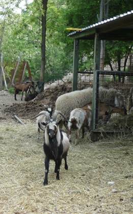 A chamois goat in the Val del Tasso